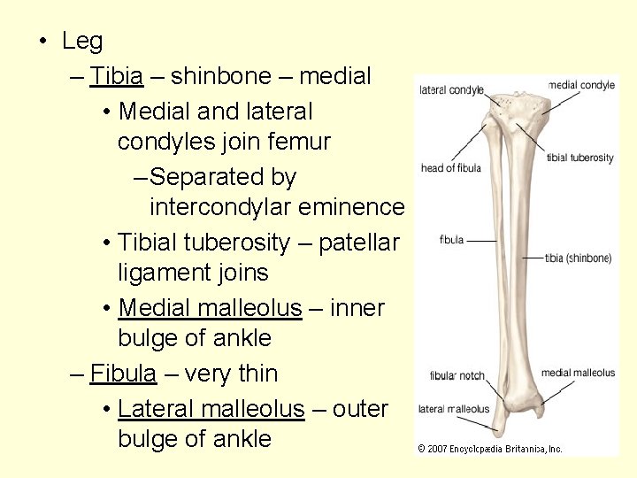  • Leg – Tibia – shinbone – medial • Medial and lateral condyles
