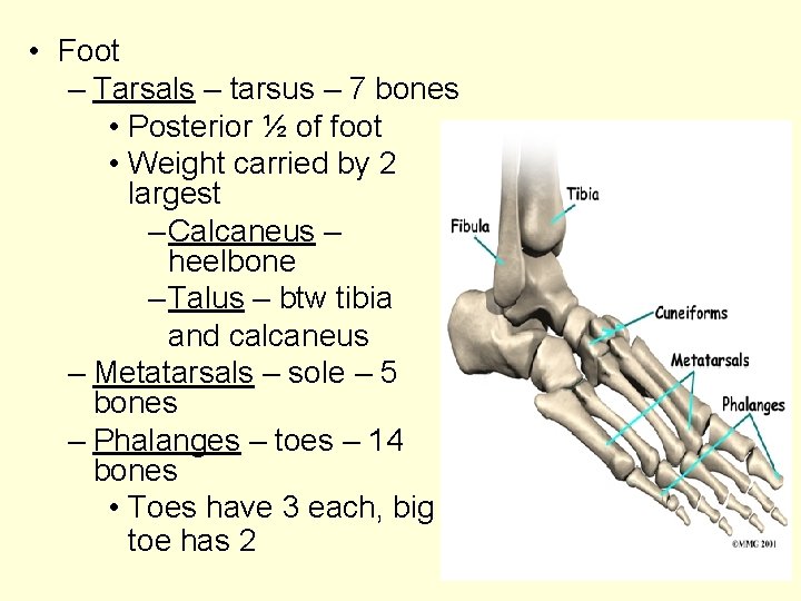  • Foot – Tarsals – tarsus – 7 bones • Posterior ½ of