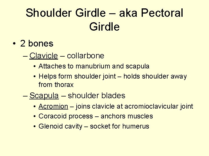 Shoulder Girdle – aka Pectoral Girdle • 2 bones – Clavicle – collarbone •