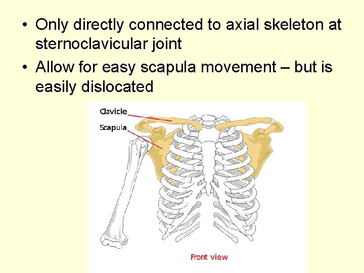  • Only directly connected to axial skeleton at sternoclavicular joint • Allow for