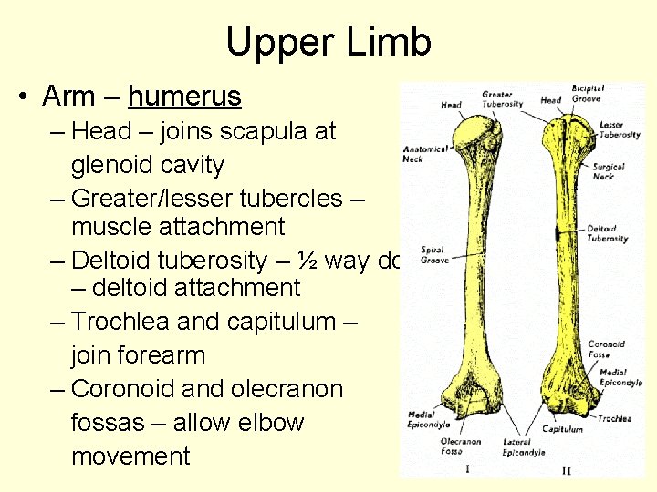 Upper Limb • Arm – humerus – Head – joins scapula at glenoid cavity