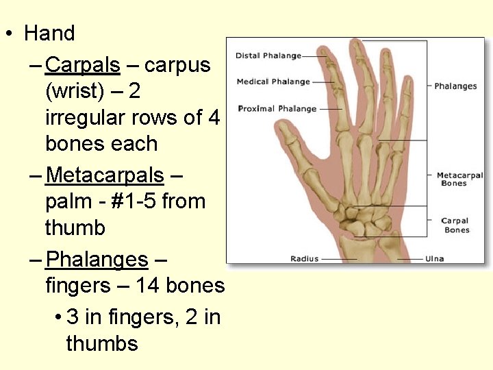  • Hand – Carpals – carpus (wrist) – 2 irregular rows of 4