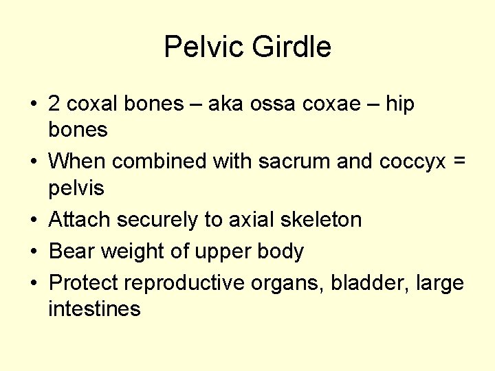 Pelvic Girdle • 2 coxal bones – aka ossa coxae – hip bones •