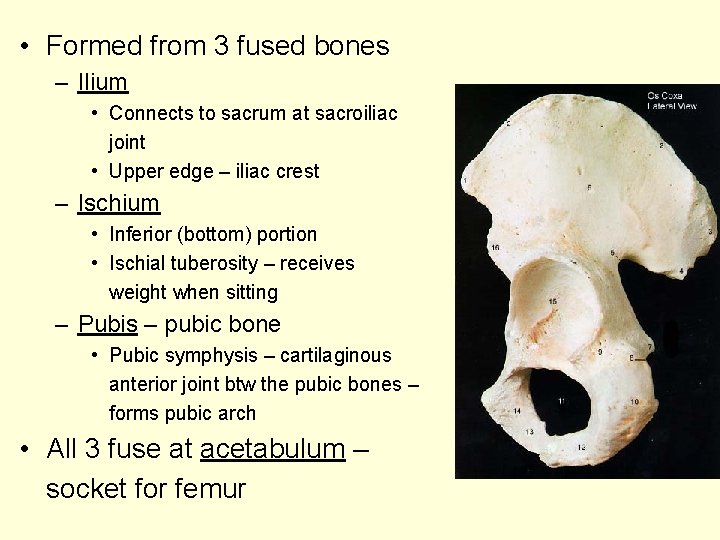 • Formed from 3 fused bones – Ilium • Connects to sacrum at