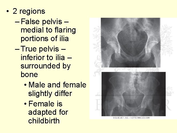  • 2 regions – False pelvis – medial to flaring portions of ilia
