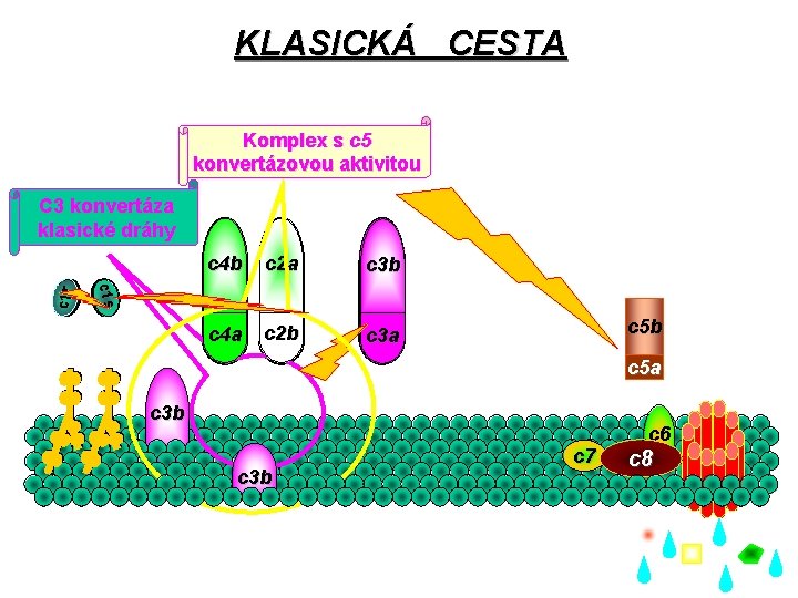 KLASICKÁ CESTA Komplex s c 5 konvertázovou aktivitou c 4 b c 2 a