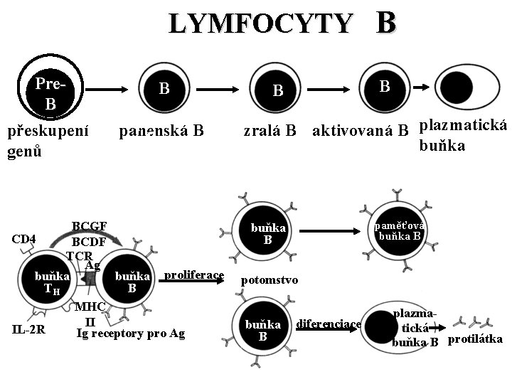LYMFOCYTY B pre. Pre. BB přeskupení genů B prepanenská B B BCGF CD 4