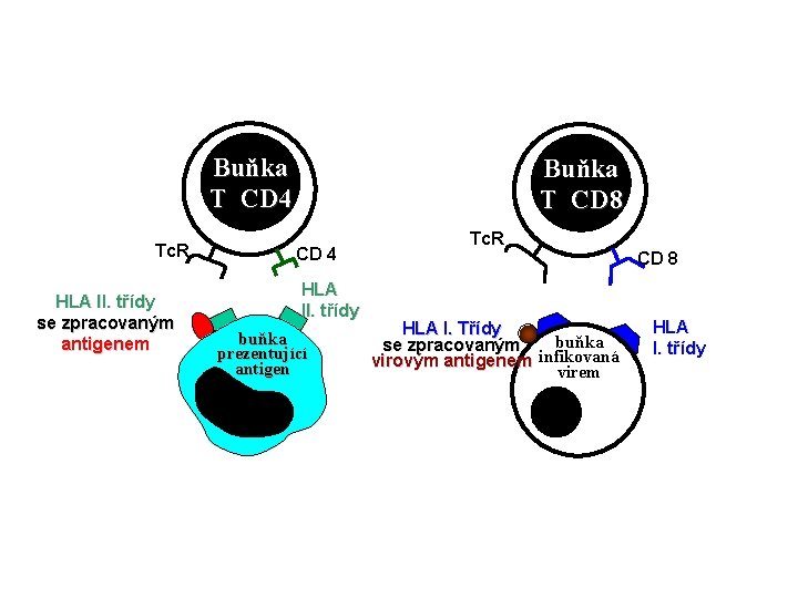 Buňka T CD 4 Tc. R HLA II. třídy se zpracovaným antigenem Buňka T