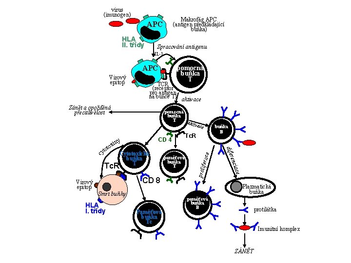 virus (imunogen) Makrofág APC (antigen předkládající buňka) APC HLA II. třídy Zpracování antigenu IL-1