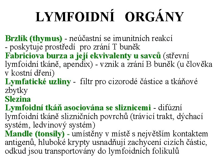 LYMFOIDNÍ ORGÁNY Brzlík (thymus) - neúčastní se imunitních reakcí - poskytuje prostředí pro zrání