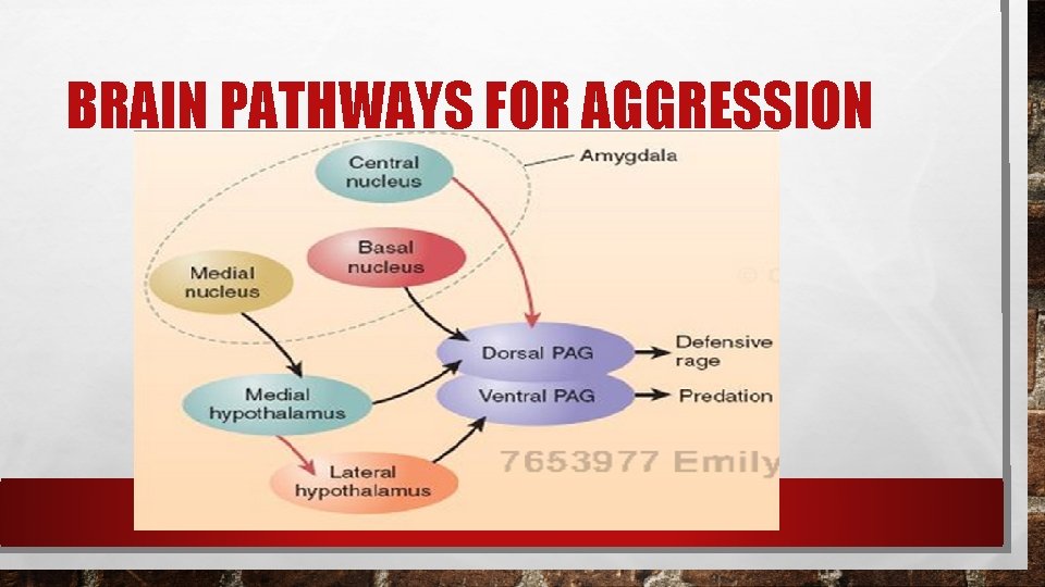 BRAIN PATHWAYS FOR AGGRESSION 