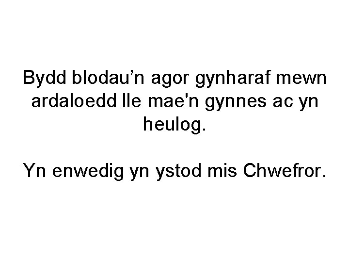 Bydd blodau’n agor gynharaf mewn ardaloedd lle mae'n gynnes ac yn heulog. Yn enwedig