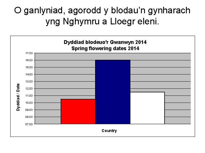 O ganlyniad, agorodd y blodau’n gynharach yng Nghymru a Lloegr eleni. Dyddiad blodeuo'r Gwanwyn