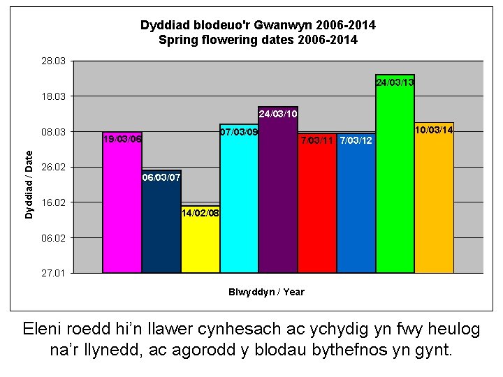 Dyddiad blodeuo'r Gwanwyn 2006 -2014 Spring flowering dates 2006 -2014 28. 03 24/03/13 18.