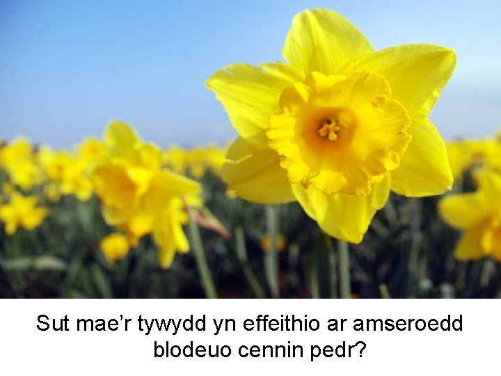 Sut mae’r tywydd yn effeithio ar amseroedd blodeuo cennin pedr? 