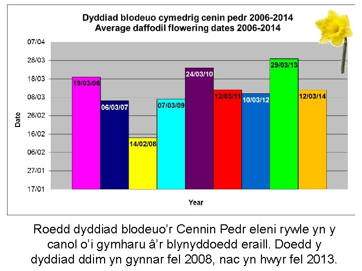 Roedd dyddiad blodeuo’r Cennin Pedr eleni rywle yn y canol o’i gymharu â’r blynyddoedd