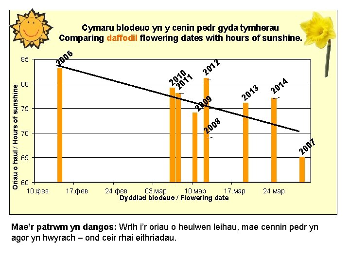 Cymaru blodeuo yn y cenin pedr gyda tymherau Comparing daffodil flowering dates with hours