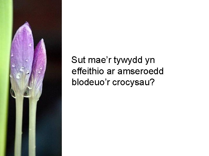 Sut mae’r tywydd yn effeithio ar amseroedd blodeuo’r crocysau? 