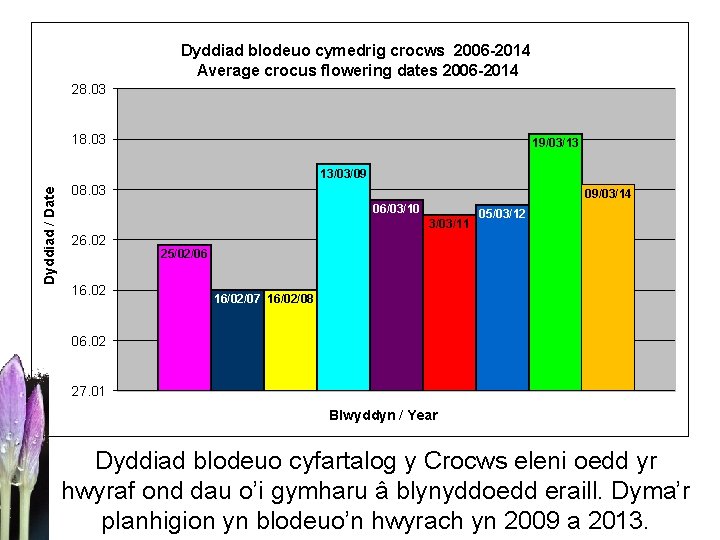 Dyddiad blodeuo cymedrig crocws 2006 -2014 Average crocus flowering dates 2006 -2014 28. 03