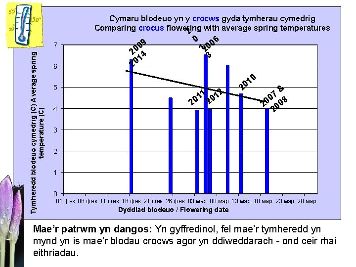 Cymaru blodeuo yn y crocws gyda tymherau cymedrig Comparing crocus flowering 2 with average