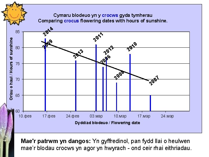 Cymaru blodeuo yn y crocws gyda tymherau Comparing crocus flowering dates with hours of