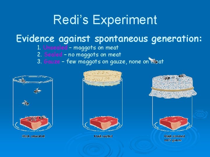 Redi’s Experiment Evidence against spontaneous generation: 1. Unsealed – maggots on meat 2. Sealed