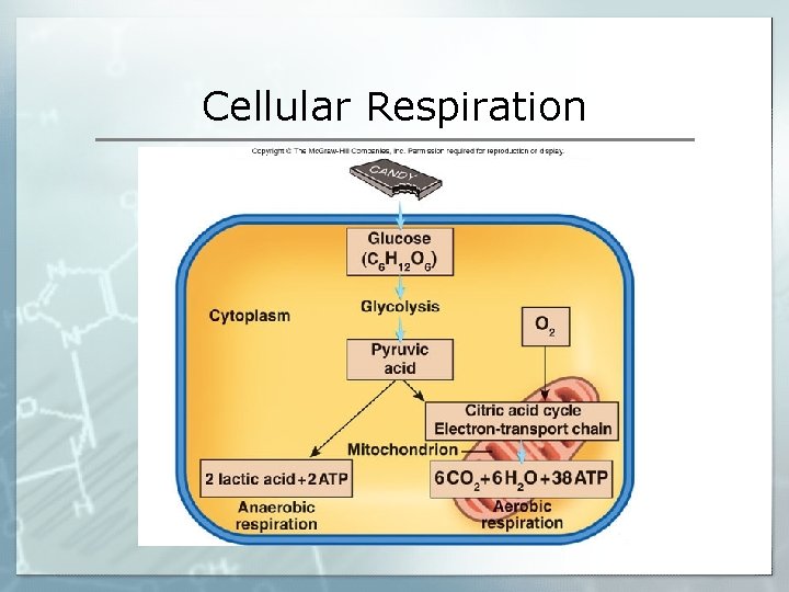 Cellular Respiration 