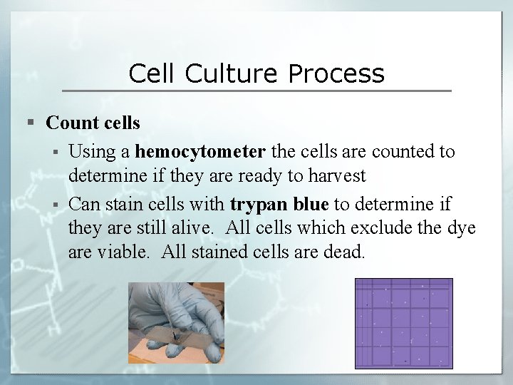 Cell Culture Process § Count cells § Using a hemocytometer the cells are counted