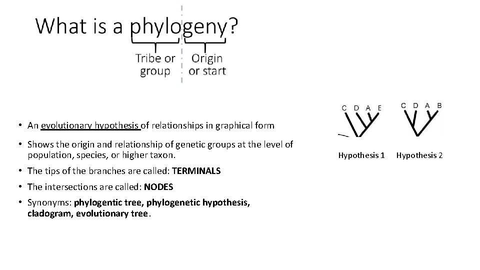  • An evolutionary hypothesis of relationships in graphical form • Shows the origin