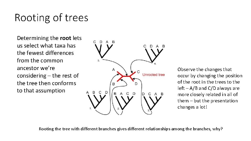 Rooting of trees Determining the root lets us select what taxa has the fewest