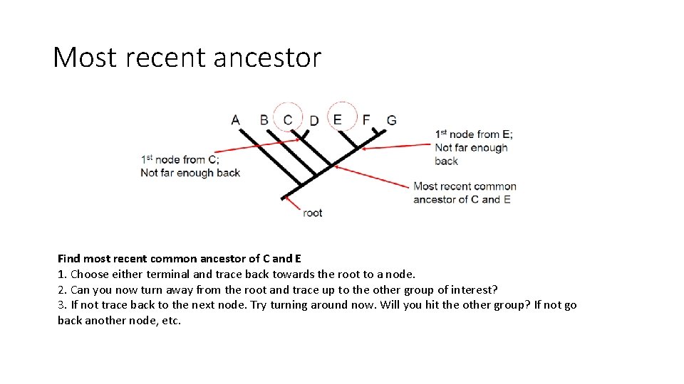 Most recent ancestor Find most recent common ancestor of C and E 1. Choose