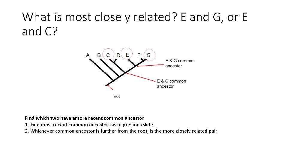 What is most closely related? E and G, or E and C? Find which