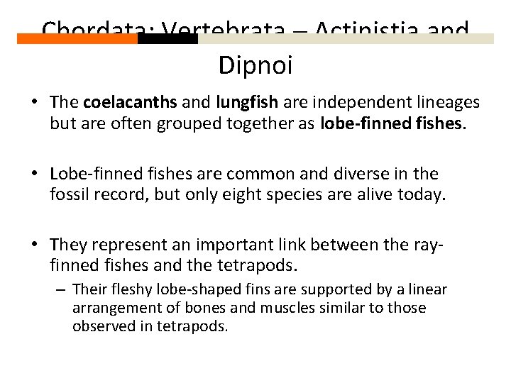 Chordata: Vertebrata – Actinistia and Dipnoi • The coelacanths and lungfish are independent lineages