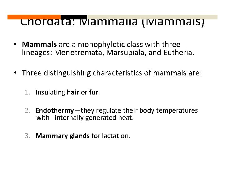 Chordata: Mammalia (Mammals) • Mammals are a monophyletic class with three lineages: Monotremata, Marsupiala,