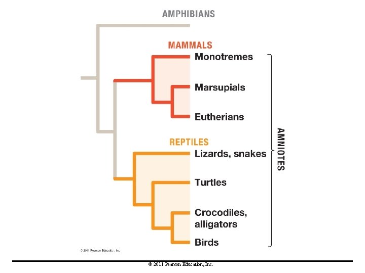 © 2011 Pearson Education, Inc. 