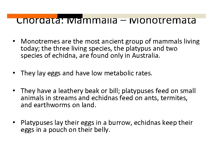 Chordata: Mammalia – Monotremata • Monotremes are the most ancient group of mammals living