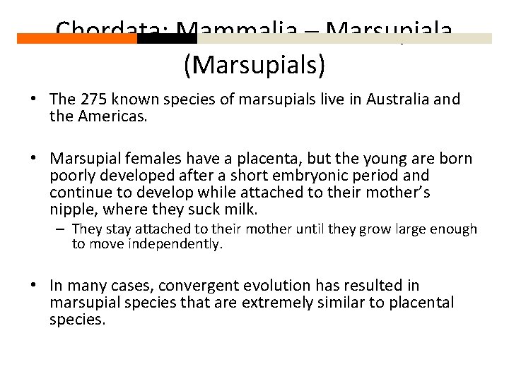 Chordata: Mammalia – Marsupiala (Marsupials) • The 275 known species of marsupials live in
