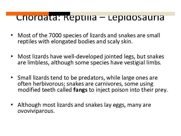 Chordata: Reptilia – Lepidosauria • Most of the 7000 species of lizards and snakes