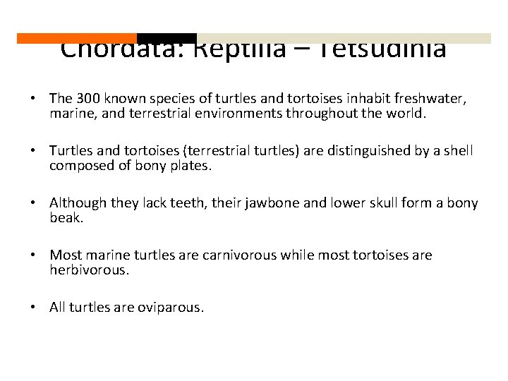 Chordata: Reptilia – Tetsudinia • The 300 known species of turtles and tortoises inhabit