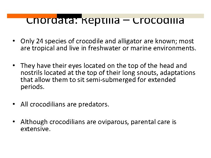 Chordata: Reptilia – Crocodilia • Only 24 species of crocodile and alligator are known;