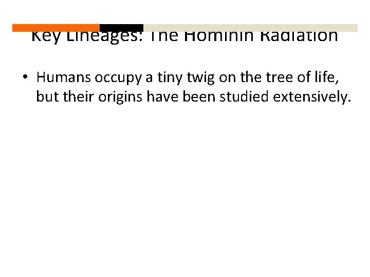 Key Lineages: The Hominin Radiation • Humans occupy a tiny twig on the tree