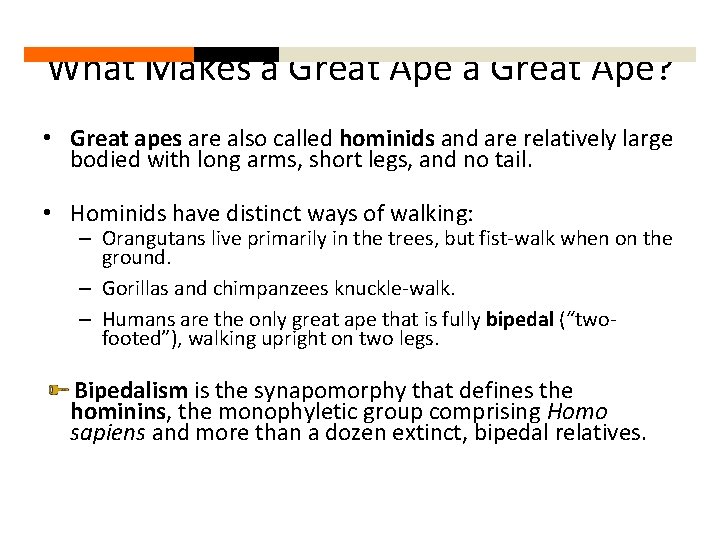 What Makes a Great Ape? • Great apes are also called hominids and are