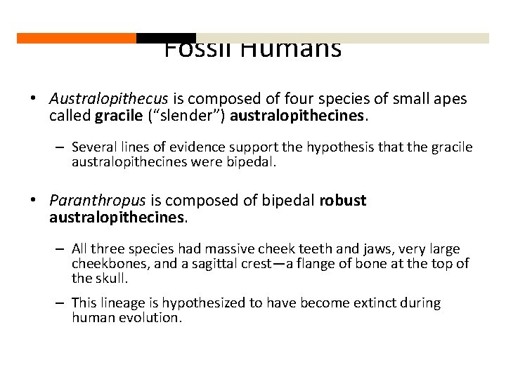 Fossil Humans • Australopithecus is composed of four species of small apes called gracile