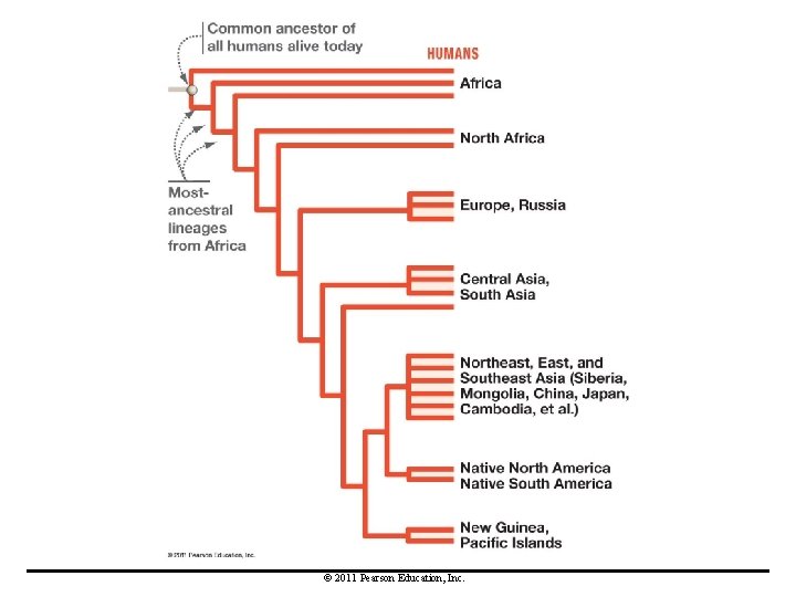 © 2011 Pearson Education, Inc. 