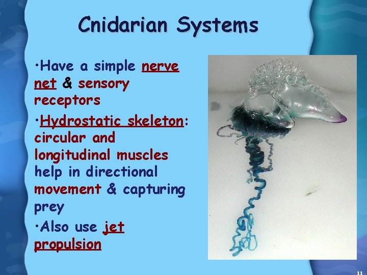 Cnidarian Systems • Have a simple nerve net & sensory receptors • Hydrostatic skeleton: