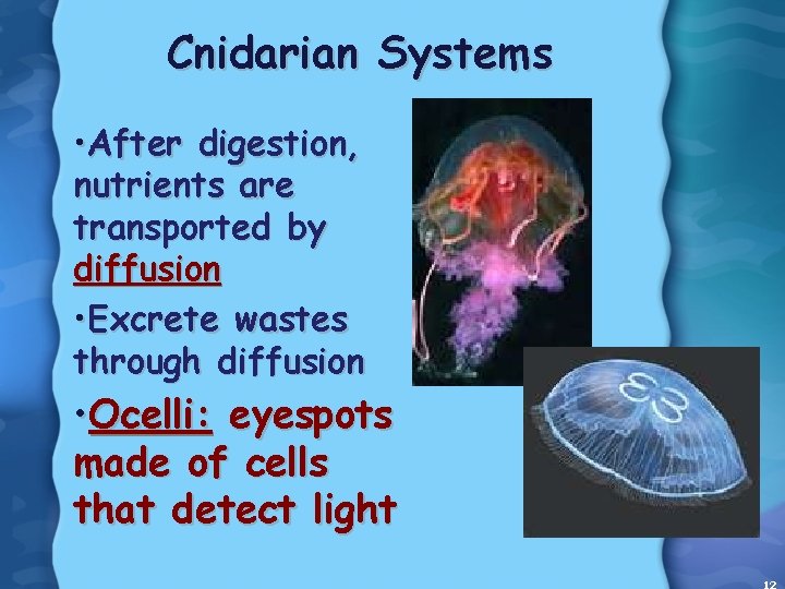 Cnidarian Systems • After digestion, nutrients are transported by diffusion • Excrete wastes through