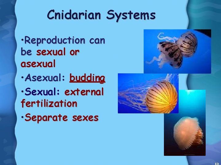 Cnidarian Systems • Reproduction can be sexual or asexual • Asexual: budding • Sexual: