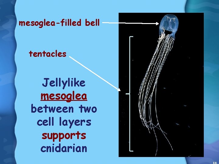 mesoglea-filled bell tentacles Jellylike mesoglea between two cell layers supports cnidarian 