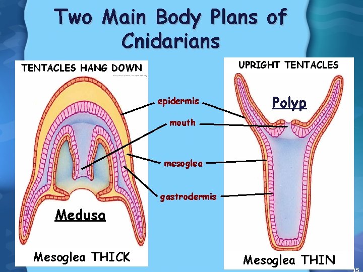 Two Main Body Plans of Cnidarians UPRIGHT TENTACLES HANG DOWN epidermis Polyp mouth mesoglea