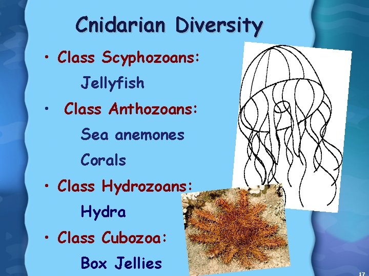 Cnidarian Diversity • Class Scyphozoans: Jellyfish • Class Anthozoans: Sea anemones Corals • Class